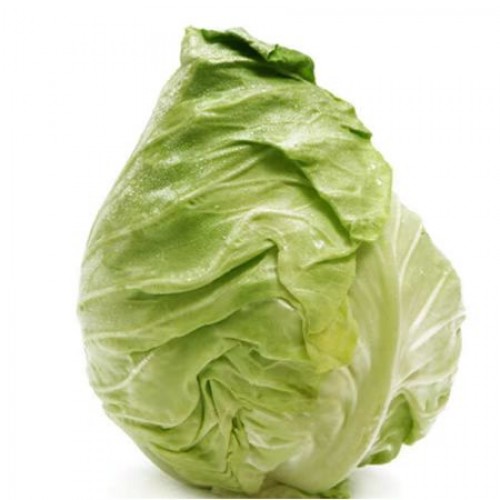 牛心椰菜